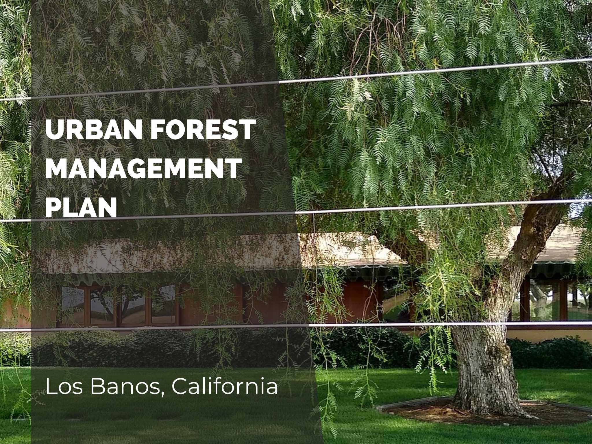 Los Banos Urban Forest Management Plan Los Banos Urban Forest Management Plan